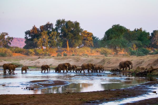 Elephant river crossing