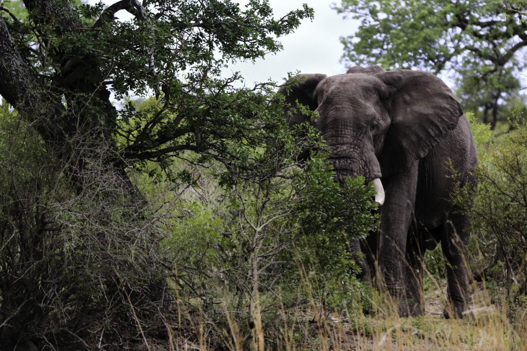 Elephant close to Pretoriuskop, KNP