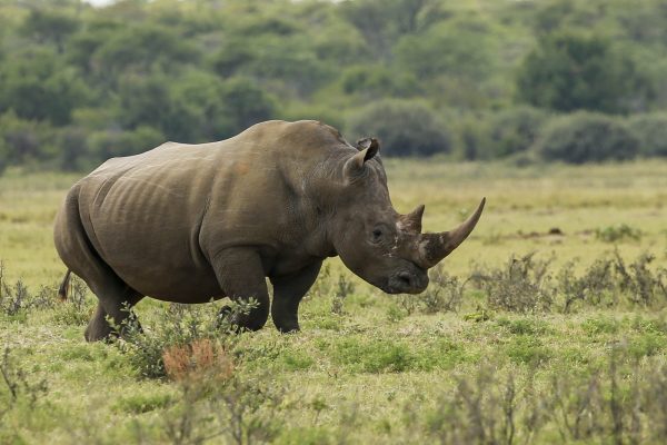 Rhino Botswana