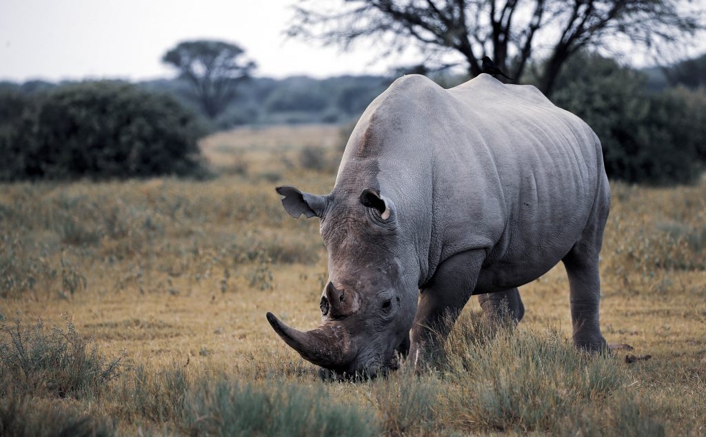 White Rhino Botswana