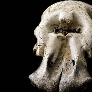 Elephant skull