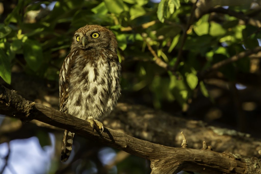 Owl in Shingwedzi