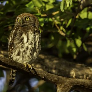 Owl in Shingwedzi