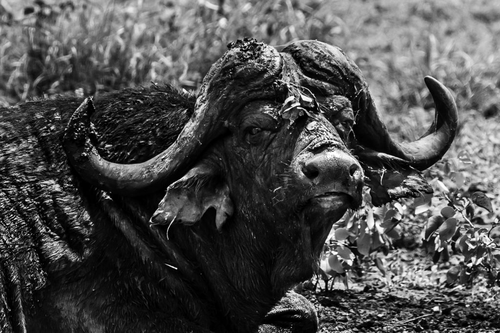 Black and white Daga bull
