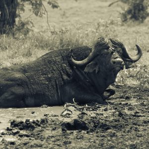 Daga bull in a mud pond