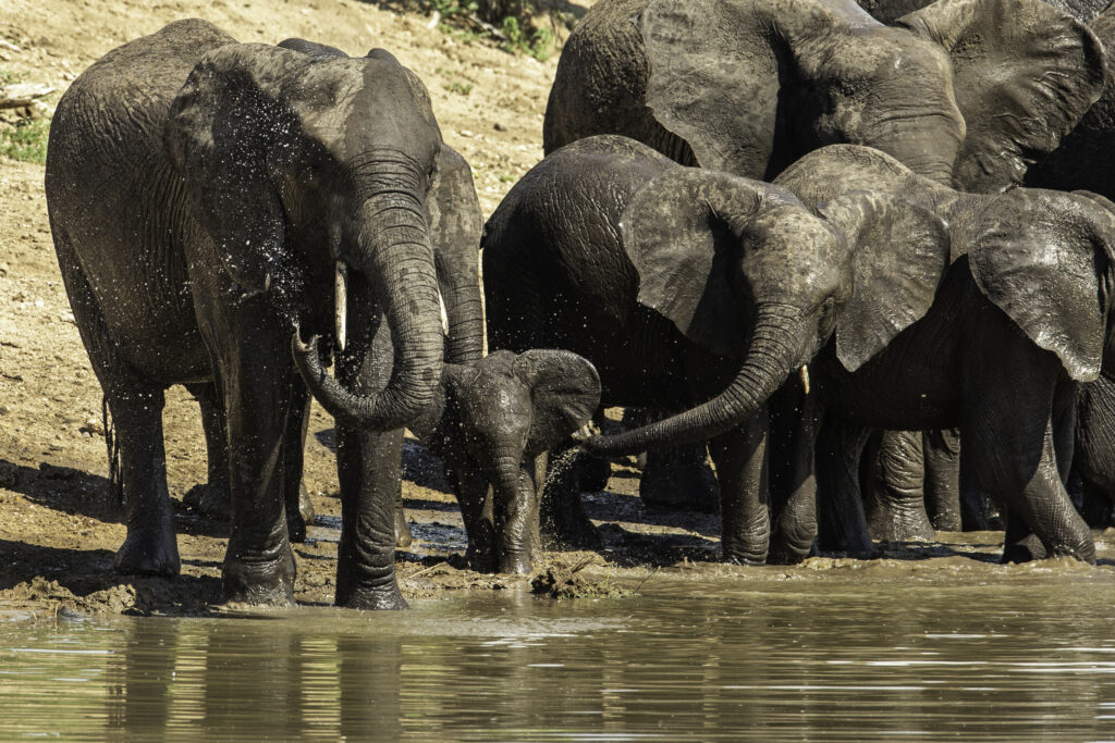 Watering Elephants
