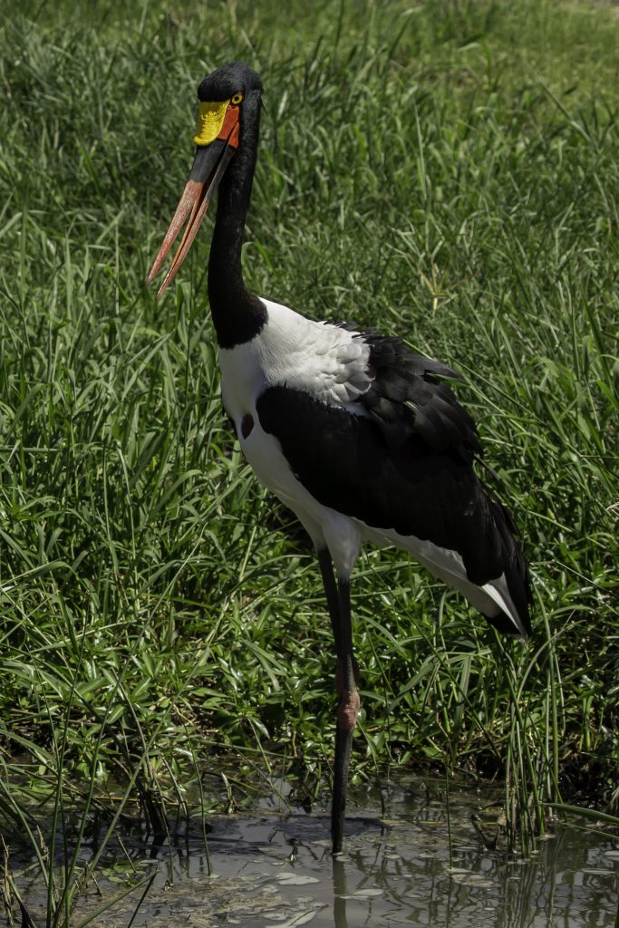 Female Saddle-Billed Stork