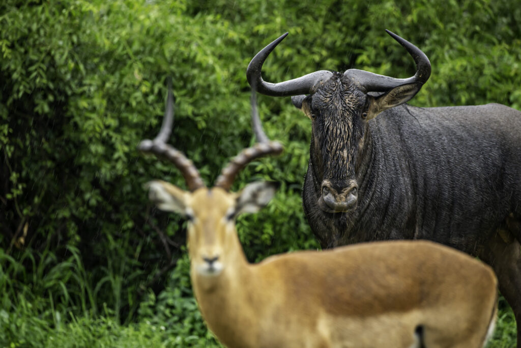 Blue Wildebeest and Impala