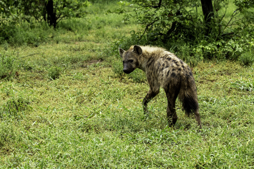 Hyena, Mphongolo loop