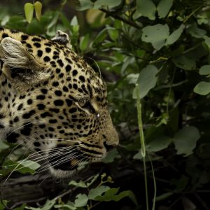 Young Leopard Male