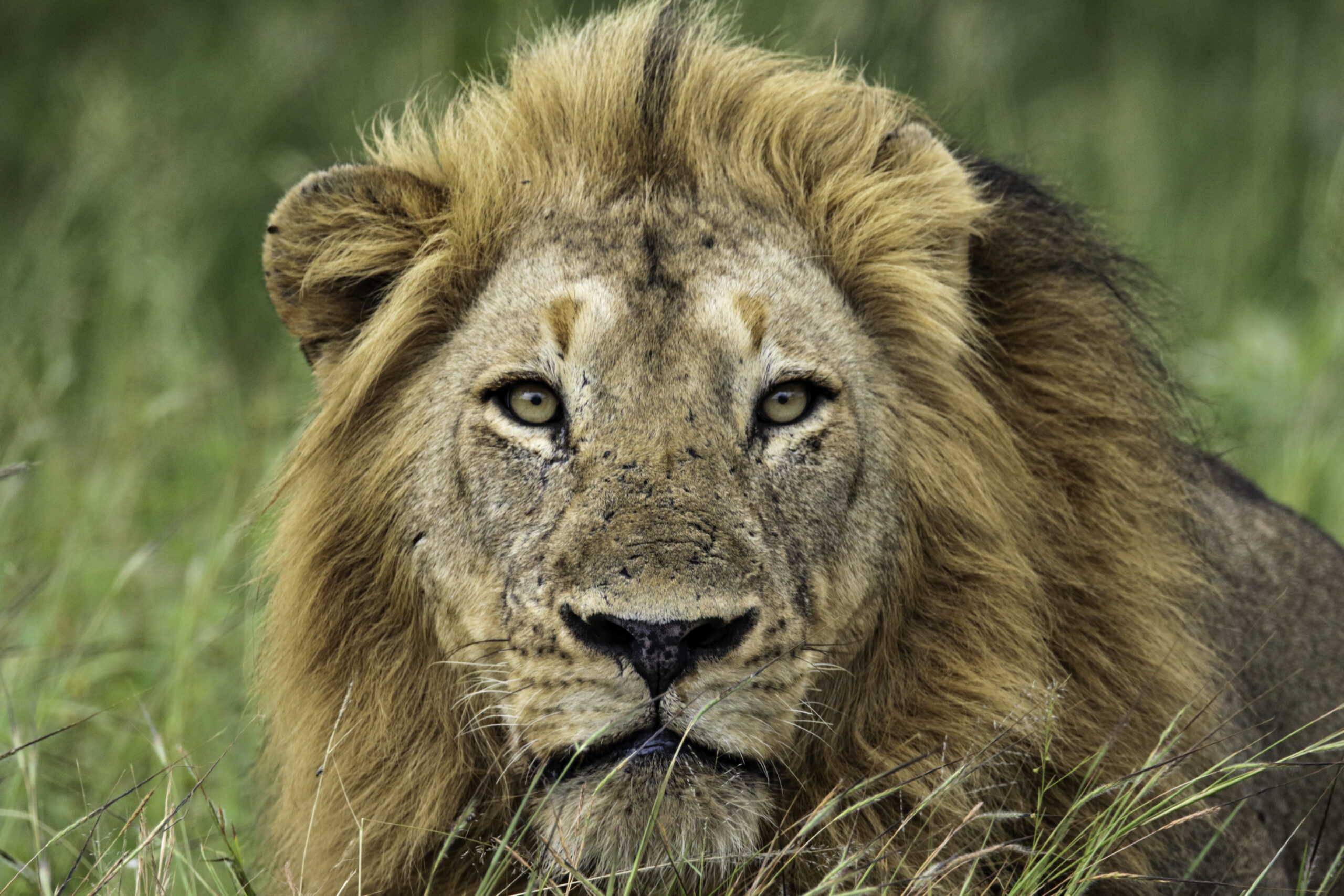Beautiful male Lion