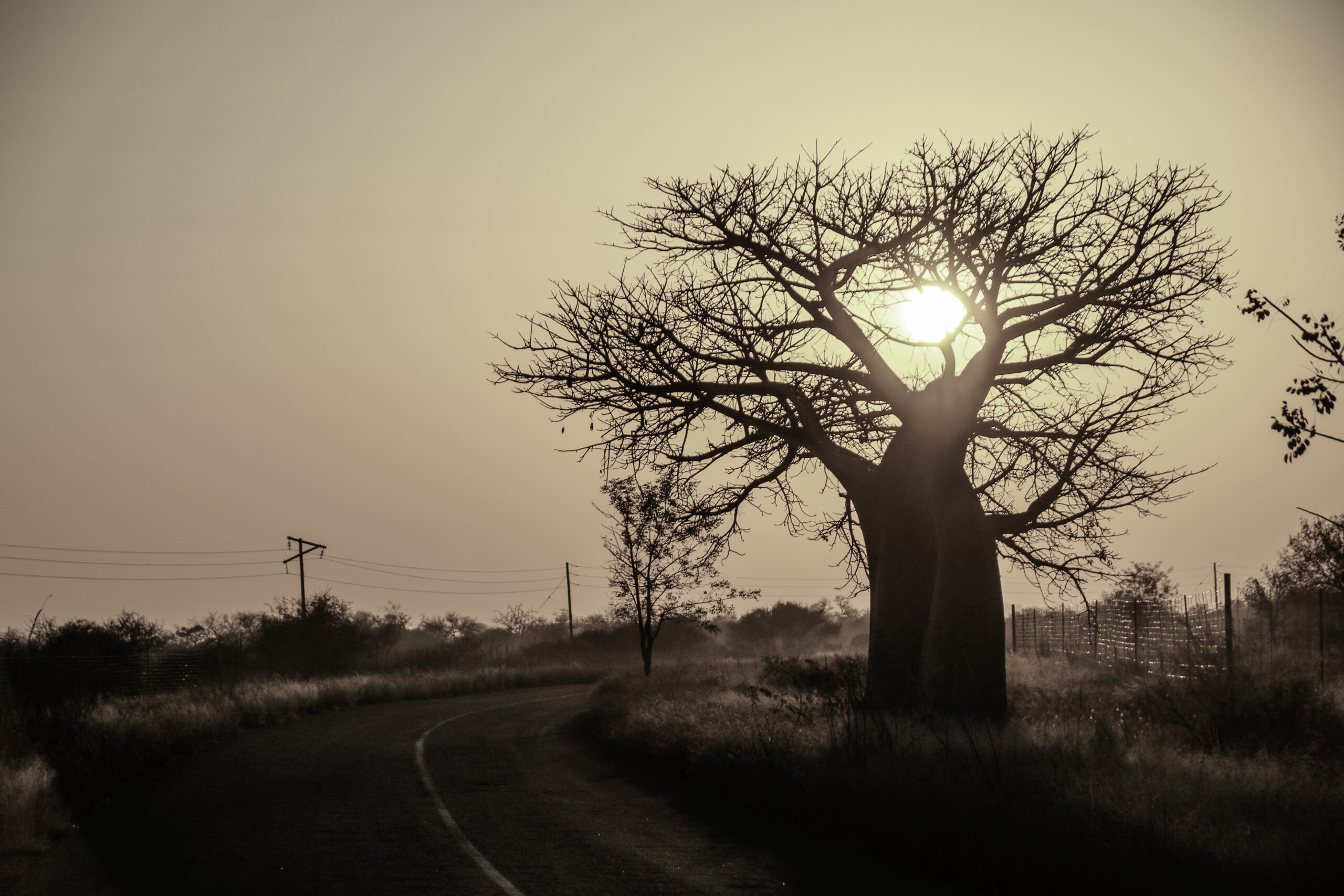 Early morning Baobab
