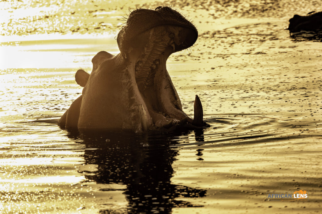 hippo golden hour