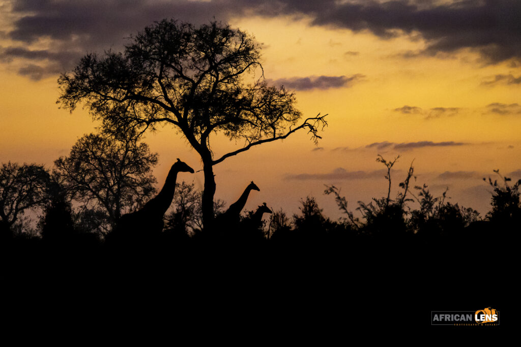 Sunrise with giraffe.