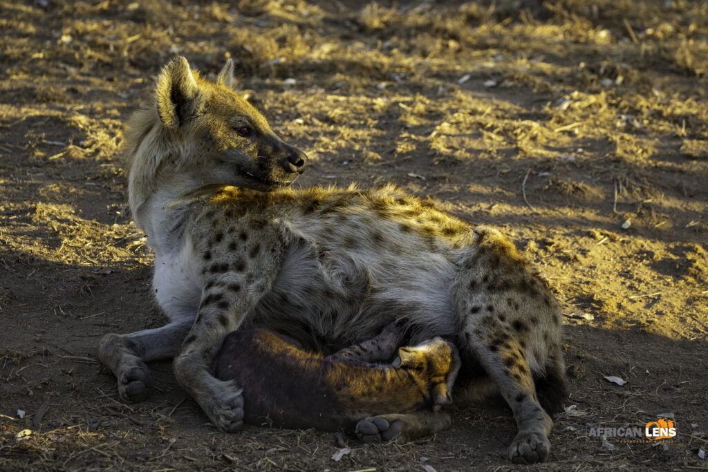 Hyena and young