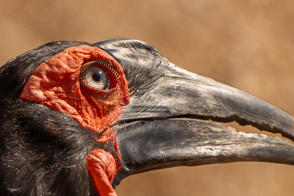 Eye of a Ground hornbill